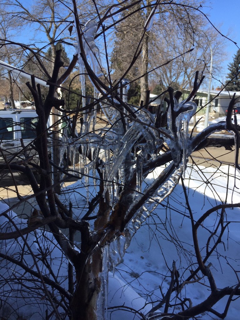 Ice on the tree
